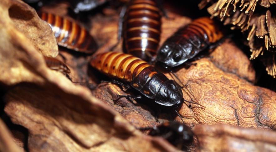 Descubren una cucaracha carnívora que se creía extinta desde 1930
