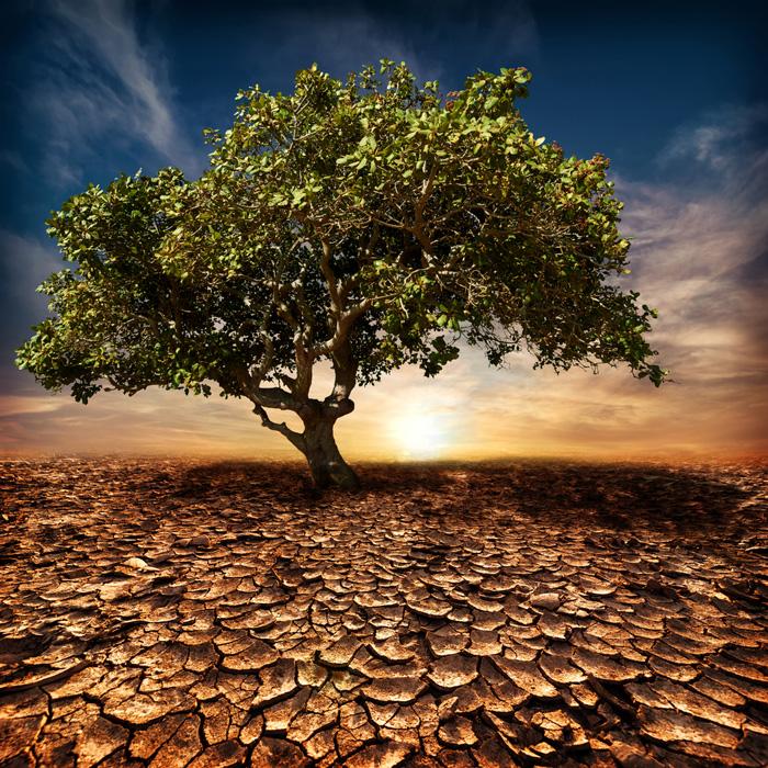 Alarmante estudio asegura que el calentamiento global puede transformar los árboles en armas de destrucción-0