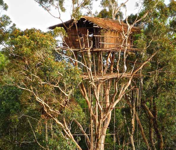 Los Korowai: una increíble tribu de 'ingenieros', que construye edificios en los árboles-0