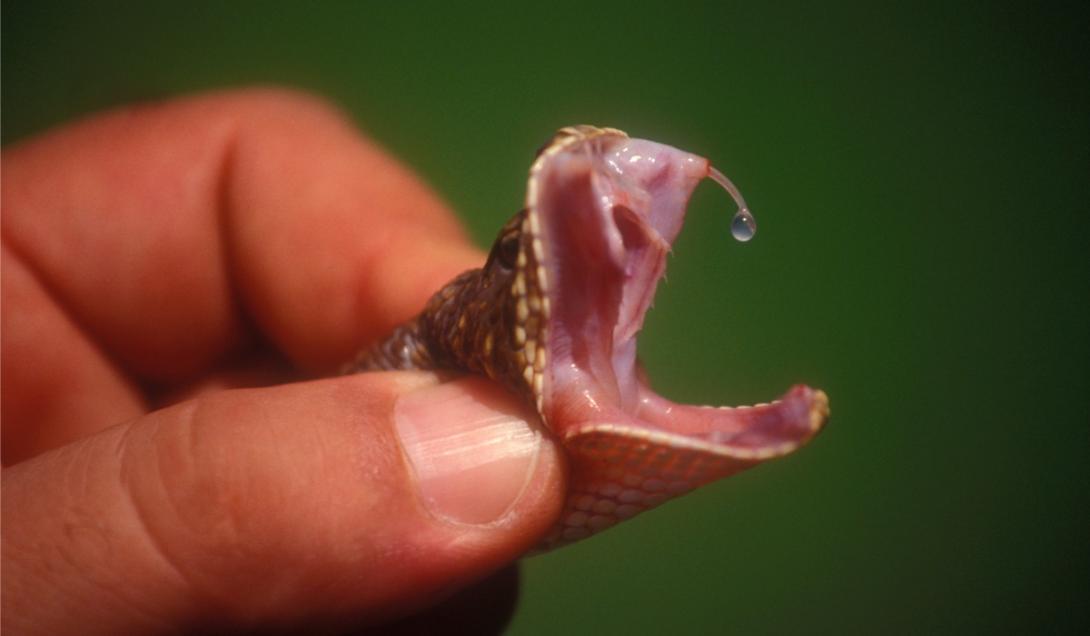 Descubren una nueva especie de serpiente venenosa en Australia-0